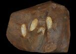 Four Unidentified Fossil Seeds From North Dakota - Paleocene #95367-1